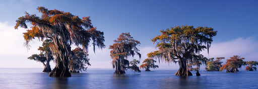 Jigsaw Puzzle: Bald Cypresses (1000 Pieces) - Unwind Board Games Online
