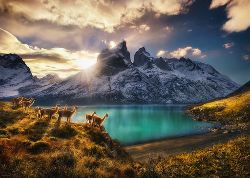 Jigsaw Puzzle: Guanacos (1000 Pieces) - Unwind Online